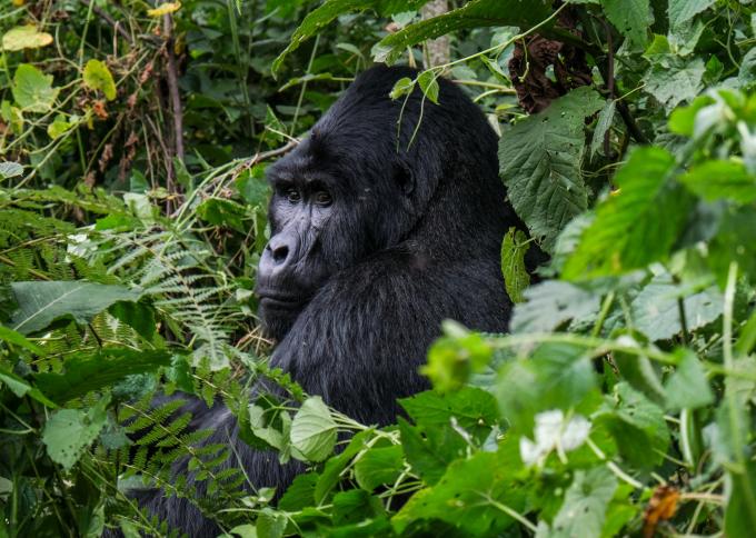 Tropienie goryli górskich w Bwindi